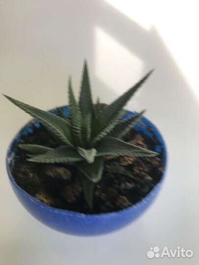 Комнатные домашние растения