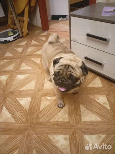 Вязка Мопса Мальчика