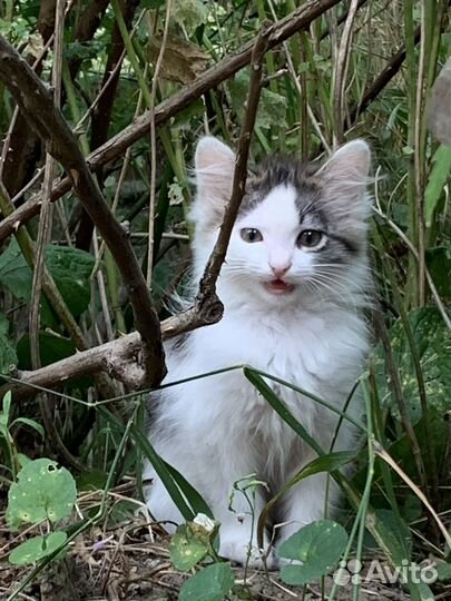 Котята в добрые руки бесплатно