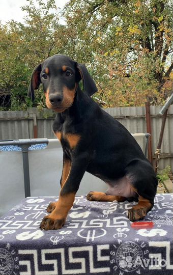 Детки доберманчики