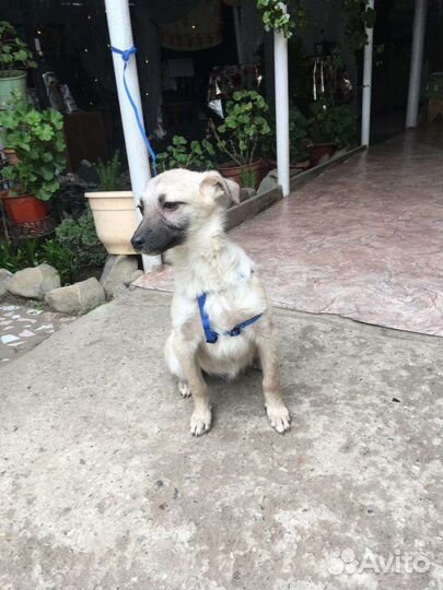 Пуговка ищет свою семью