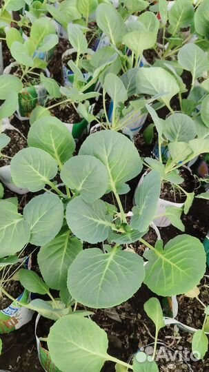 Рассада капусты