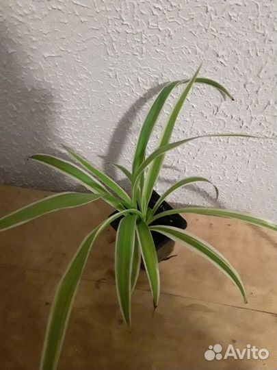 Хлорофитум сортовой