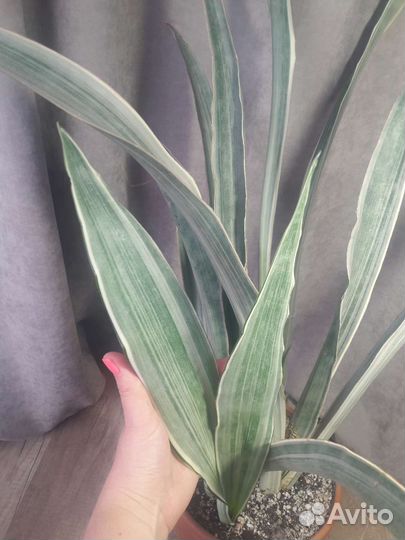 Сансевиерия металлика манолин