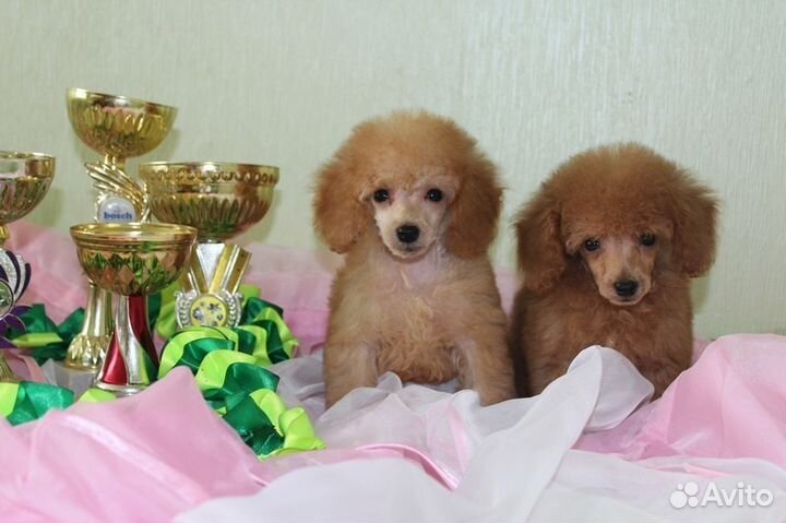 Той пудель-девочка и мальчик