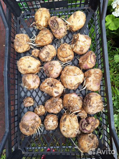 Рябчик императорский