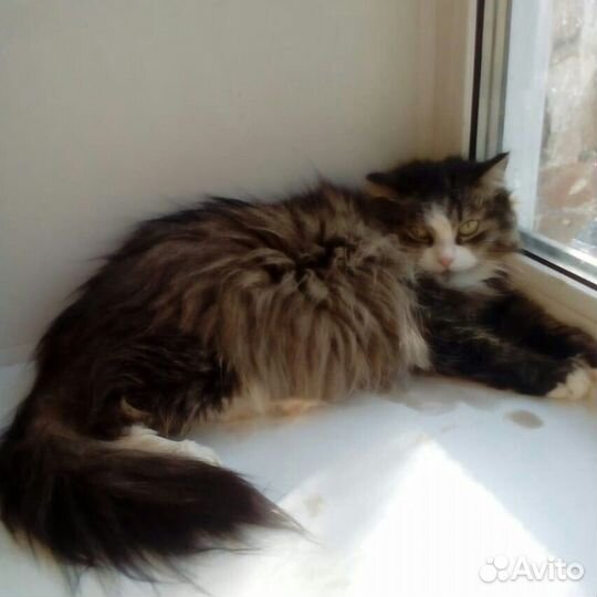 Кошечка Маруся
