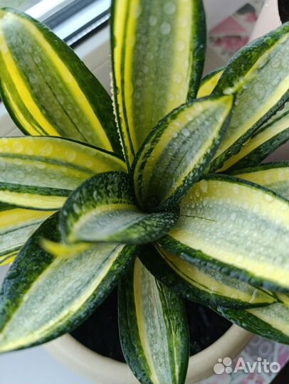 Сансевиерия сортовая