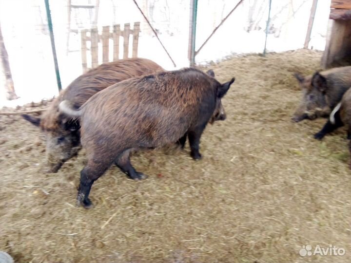 Кабаны взрослые