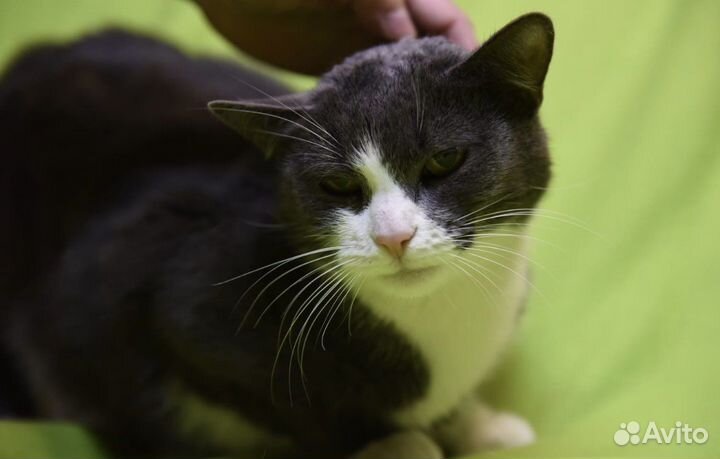 Красавица Мира в поисках дома