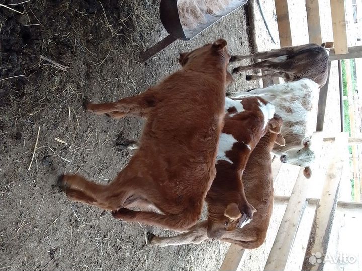 Бычки подсосные и тёлка