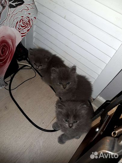 Британские котята