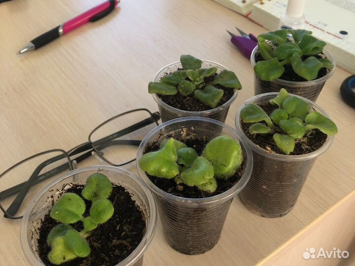 Супер мини фиалка