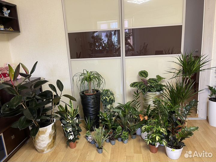 Стефанотис(мадагаскарский жасмин) Кливио