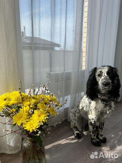 Русский спаниель вязка