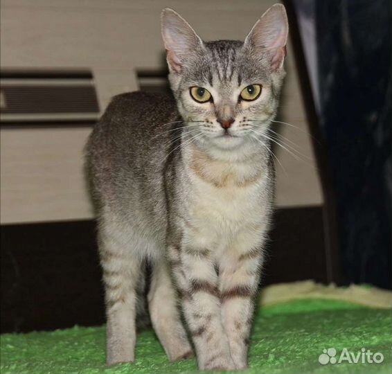 Котик в дар