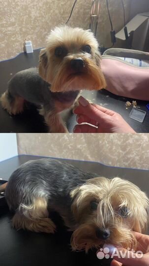 Стрижка ваших питомцев/груминг/экспресс-линьки