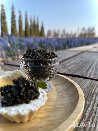 Черная икра