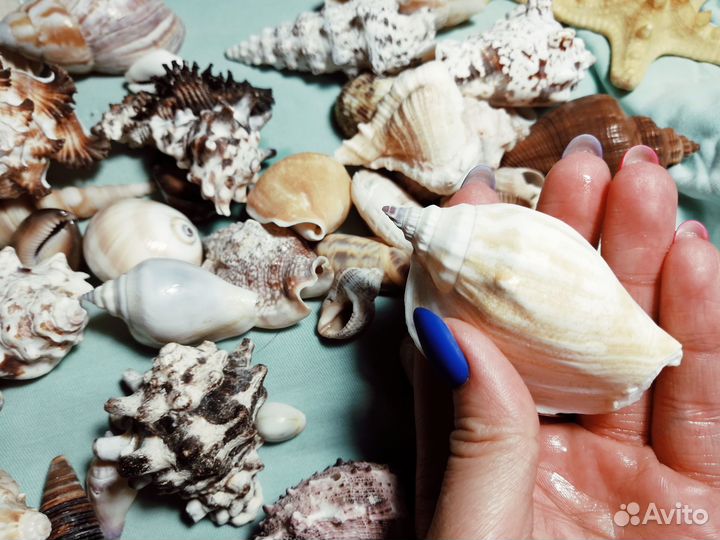 Ракушки/морские звезды для интерьера