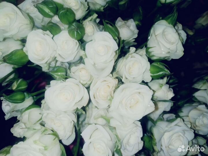 Розы. Букет роз. Букет учителю на 1 сентября