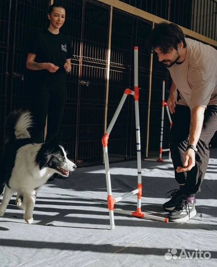 Передержка домашних животных