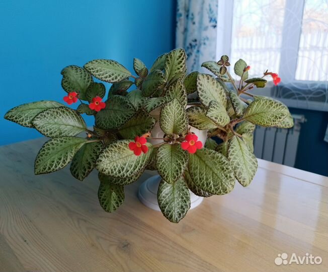 Комнатные цветы