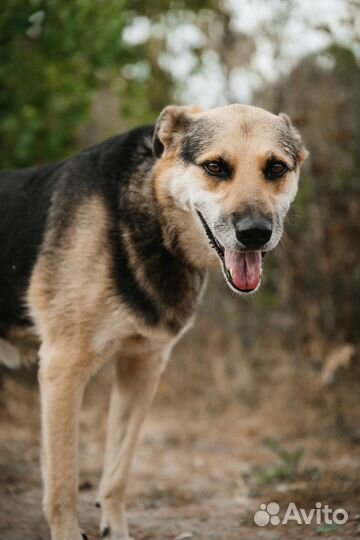 Собака в добрые руки бесплатно