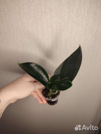 Ароидные и не только