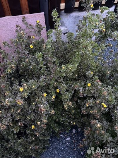 Лапчатка кустарниковая жёлтая