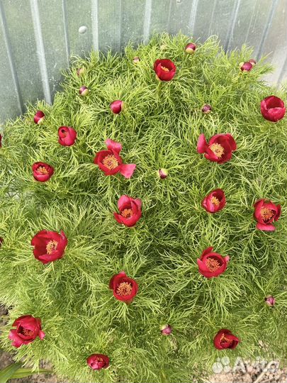 Пион тонколистный игольчатый