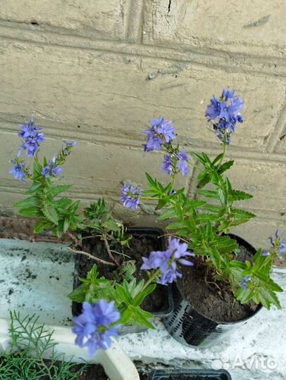 Садовые многолетние растения