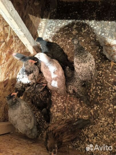 Молодые петушки