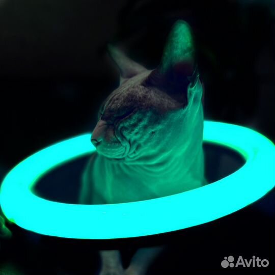 Видео на заказ