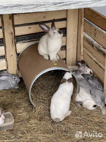 Калифорнийские кролики и советская шиншилла