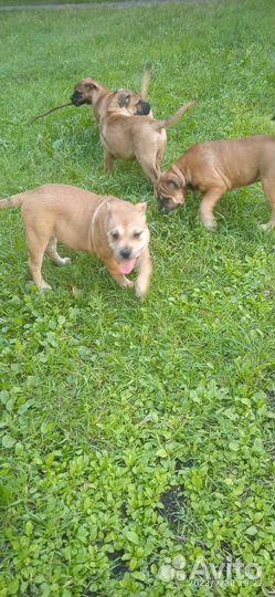 Щенок майоркского мастифа(Ка-деБо)