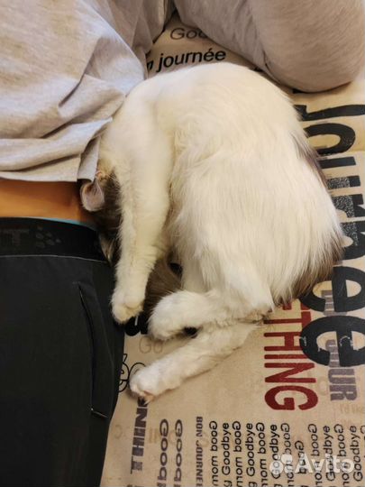 Котёнок девочка в добрые руки