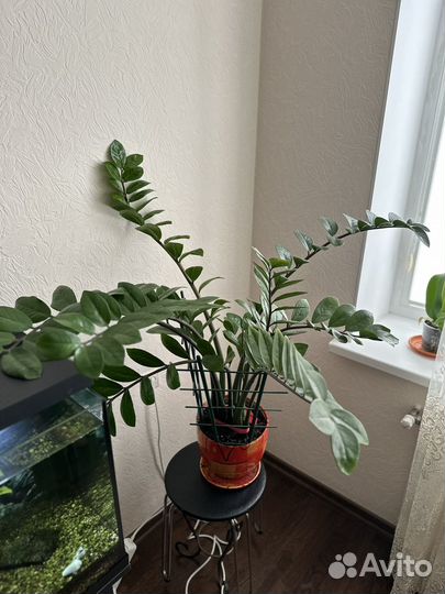 Замиокулькас