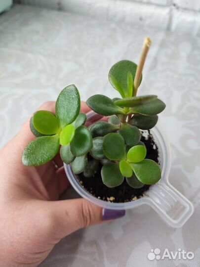 Крассула, алоэ