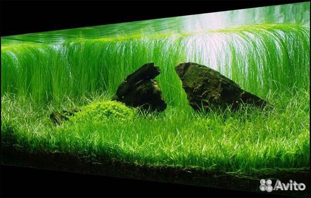 Аквариумные растения и креветки