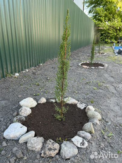 Кипарис Севастопольский