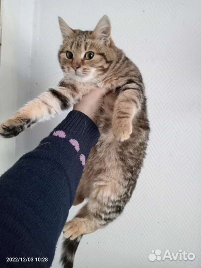 Кошки в добрые руки