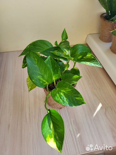 Эпипремнум