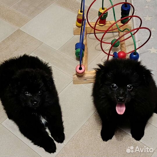 Шпиц