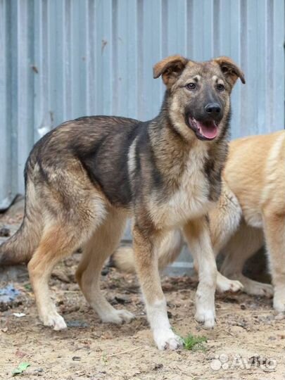 Отдаю щенка Савелия в дар