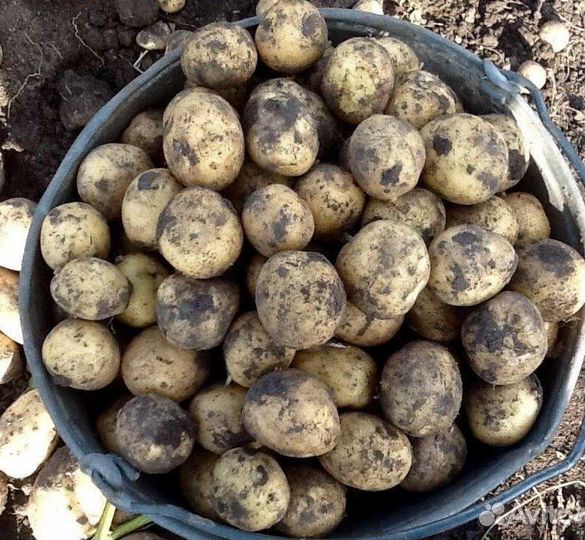 Семенной картофель