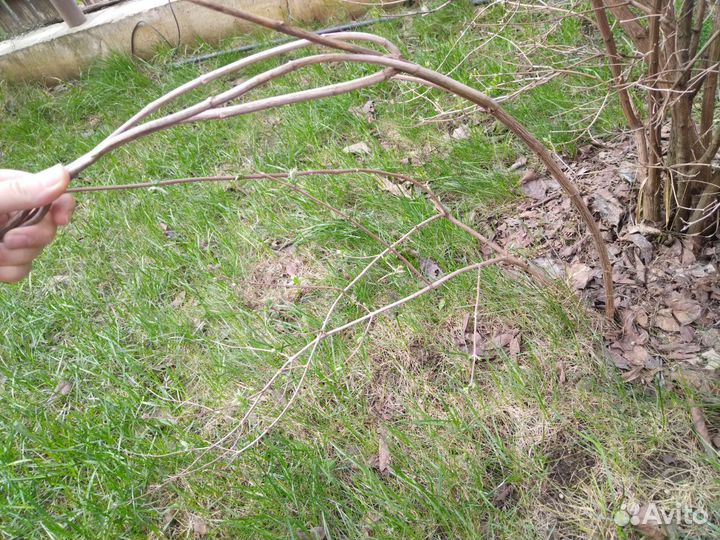 Уличные цветы