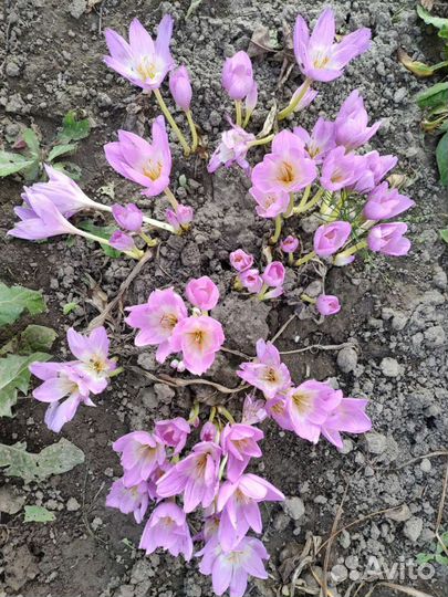 Безвременник