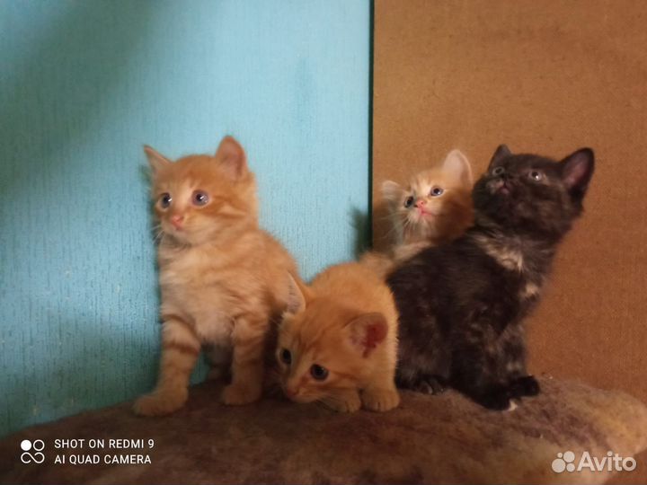 Котята