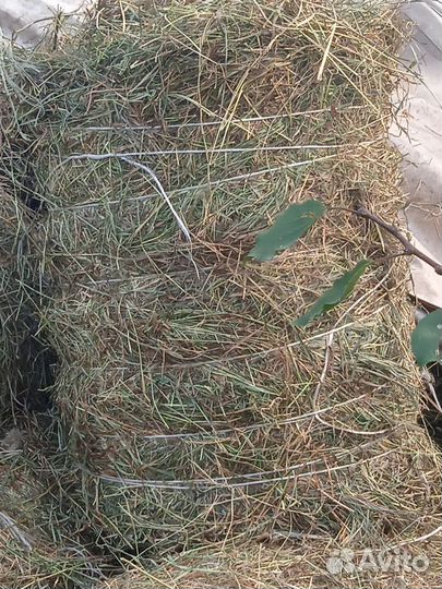 Сено в тюках