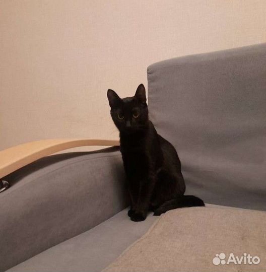 Кошка